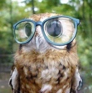 Meet your Posher, Darcy